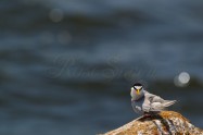 Little Tern