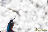 カワセミ　Common Kingfisher