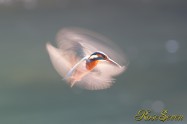 カワセミ　Common Kingfisher SS1/50