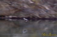 ヤマセミ　Crested Kingfisher ※1D4 EF456 F5.6 ISO400 SS1/100