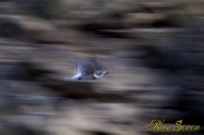 ヤマセミ　Crested Kingfisher ※1D4 EF456 F5.6 ISO1000 SS1/30