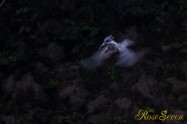 ヤマセミ　Crested Kingfisher ※1D4 EF456 F5.6 ISO1000 SS1/80