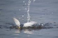 Little Tern