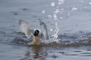 Little Tern