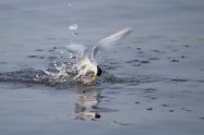 Little Tern