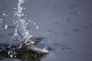 Little Tern