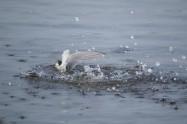 Little Tern