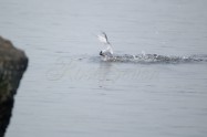 Little Tern