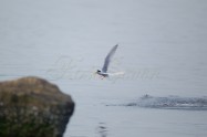 Little Tern