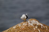 Little Tern