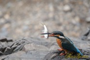 カワセミ　Common Kingfisher