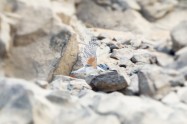 ヤマセミ　Crested Kingfisher ※1D4 EF540