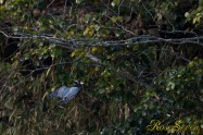 ヤマセミ　Crested Kingfisher ※1D4 EF540 F5.6 SS1/1000