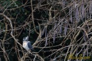 ヤマセミ　Crested Kingfisher ※1D4 EF540