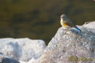 Red-flanked bluetail ♀　ルリビタキ