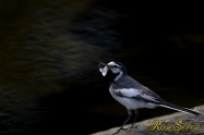 Japanese Wagtail　セグロセキレイ