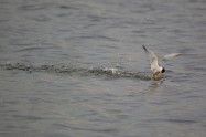 Little Tern