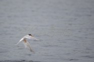 Little Tern