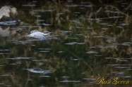 ヤマセミ　Crested Kingfisher ※1D4 EF540 F4 ISO1600 SS1/800