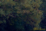 ヤマセミ　Crested Kingfisher ※1D4 EF540 F11