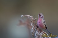 Long-tailed Rose Finch　ベニマシコ