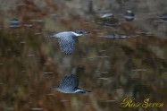 ヤマセミ　Crested Kingfisher ※1D4 EF540 F4 ISO1000 SS1/800