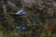 ヤマセミ　Crested Kingfisher ※1D4 EF540 F4 ISO1000 SS1/800