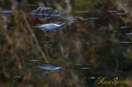 ヤマセミ　Crested Kingfisher ※1D4 EF540 F4 ISO1000 SS1/800