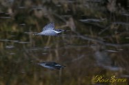 ヤマセミ　Crested Kingfisher ※1D4 EF540 F4 ISO1000 SS1/800