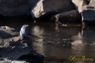 ヤマセミ　Crested Kingfisher ※1D4 EF540 F4 ISO200 SS1/1000