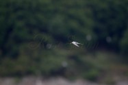 Little Tern