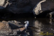 ヤマセミ　Crested Kingfisher ※1D4 EF540 F4 ISO250 SS1/1000