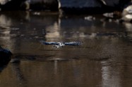 ヤマセミ　Crested Kingfisher ※1D4 EF540 F4 ISO250 SS1/1000