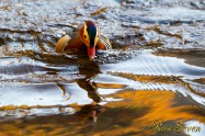 Mandarin duck　オシドリ