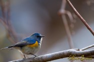 Red-flanked bluetail　ルリビタキ