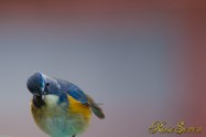 Red-flanked bluetail　ルリビタキ