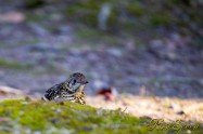 White's Thrush トラツグミ