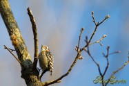 Japanese Pygmy Woodpecker　コゲラ