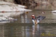 Mandarin duck Male　オシドリ