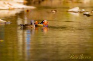 Mandarin duck　オシドリ