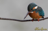 カワセミ　Common Kingfisher