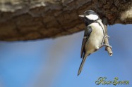 Japanese Tit　シジュウカラ