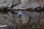 ヤマセミ　Crested Kingfisher ※1D4 EF540 F4 ISO1600 SS1/800