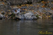 ヤマセミ　Crested Kingfisher ※1D4 EF540 F4 ISO1000 SS1/400