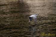 ヤマセミ　Crested Kingfisher ※1D4 EF540 F5.6 ISO320 SS1/1000