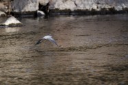 ヤマセミ　Crested Kingfisher ※1D4 EF540 F5.6 ISO320 SS1/1000