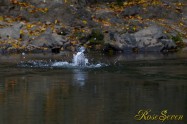 ヤマセミ　Crested Kingfisher ※1D4 EF540 F4 ISO1000 SS1/400