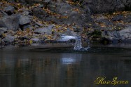 ヤマセミ　Crested Kingfisher ※1D4 EF540 F4 ISO1000 SS1/320