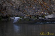 ヤマセミ　Crested Kingfisher ※1D4 EF540 F4 ISO800 SS1/640