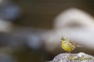 Emberiza spodocephala　アオジ